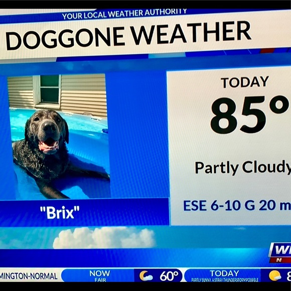 Meet your Posher, Brix, Tec & Trip - Picture 5 of 9